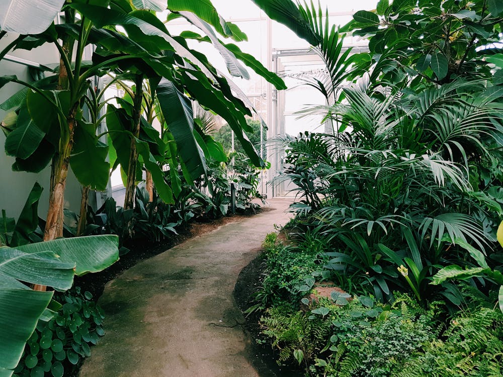 Free Photography of Pathway Surrounded by Plants Stock Photo