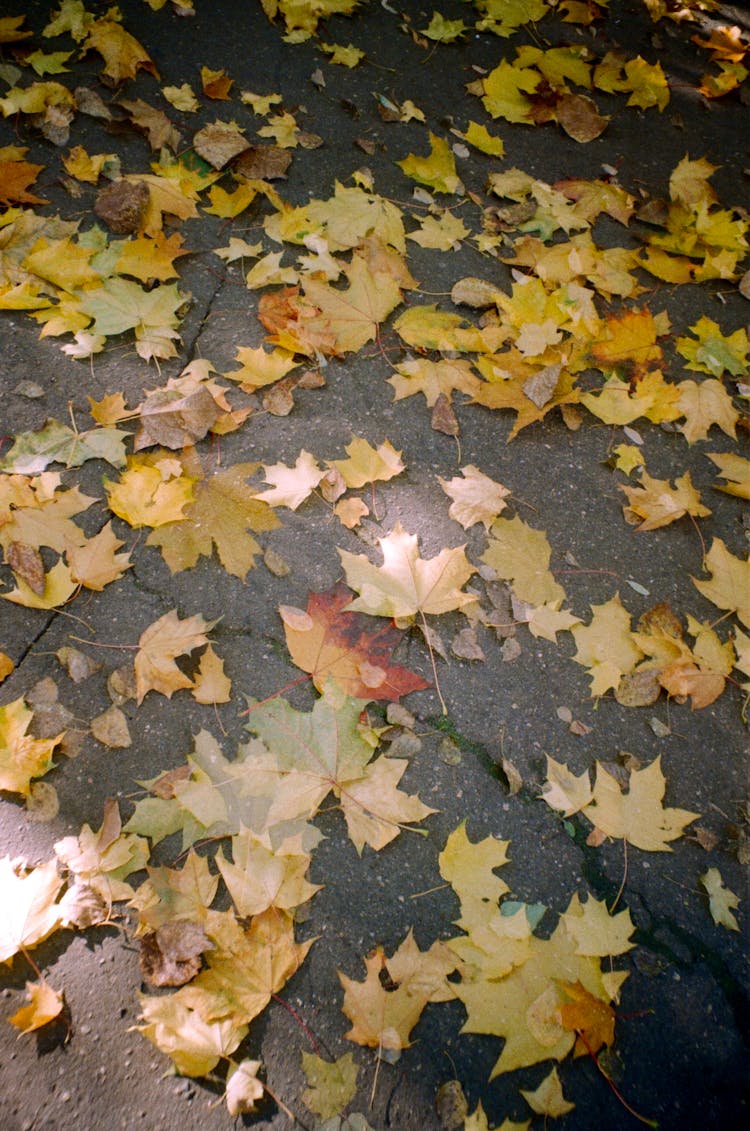 Fallen Maple Leaves On Ground