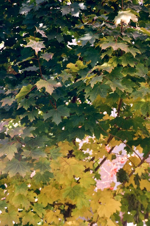 Gratis stockfoto met bladeren, boom, esdoorn