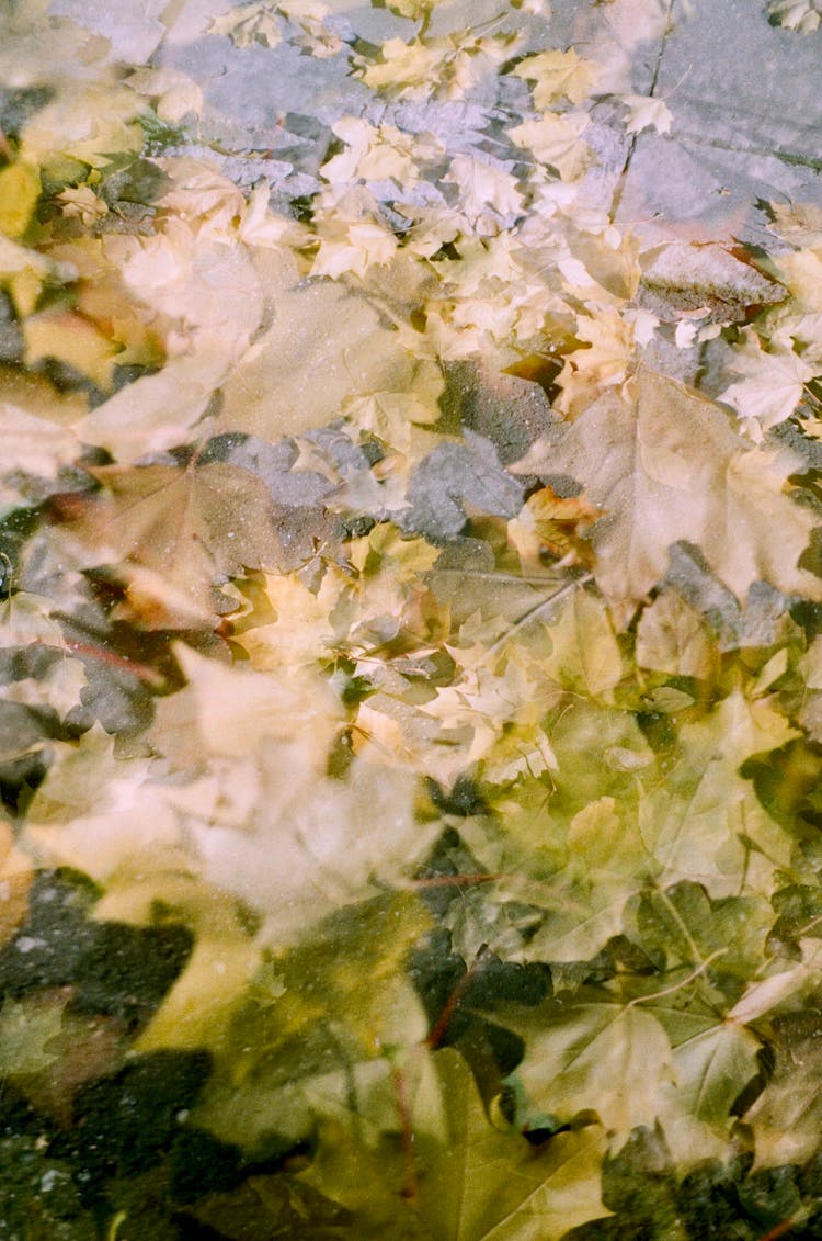 Maple Leaves On Concrete Paving