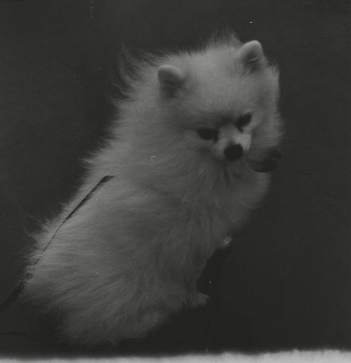 Free Charming black and white portrait of a fluffy Pomeranian with a curious expression. Stock Photo