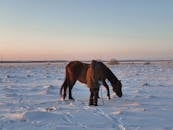 Unrecognizable Person Standing with Long Stick by Horse Leaking Snow in Field