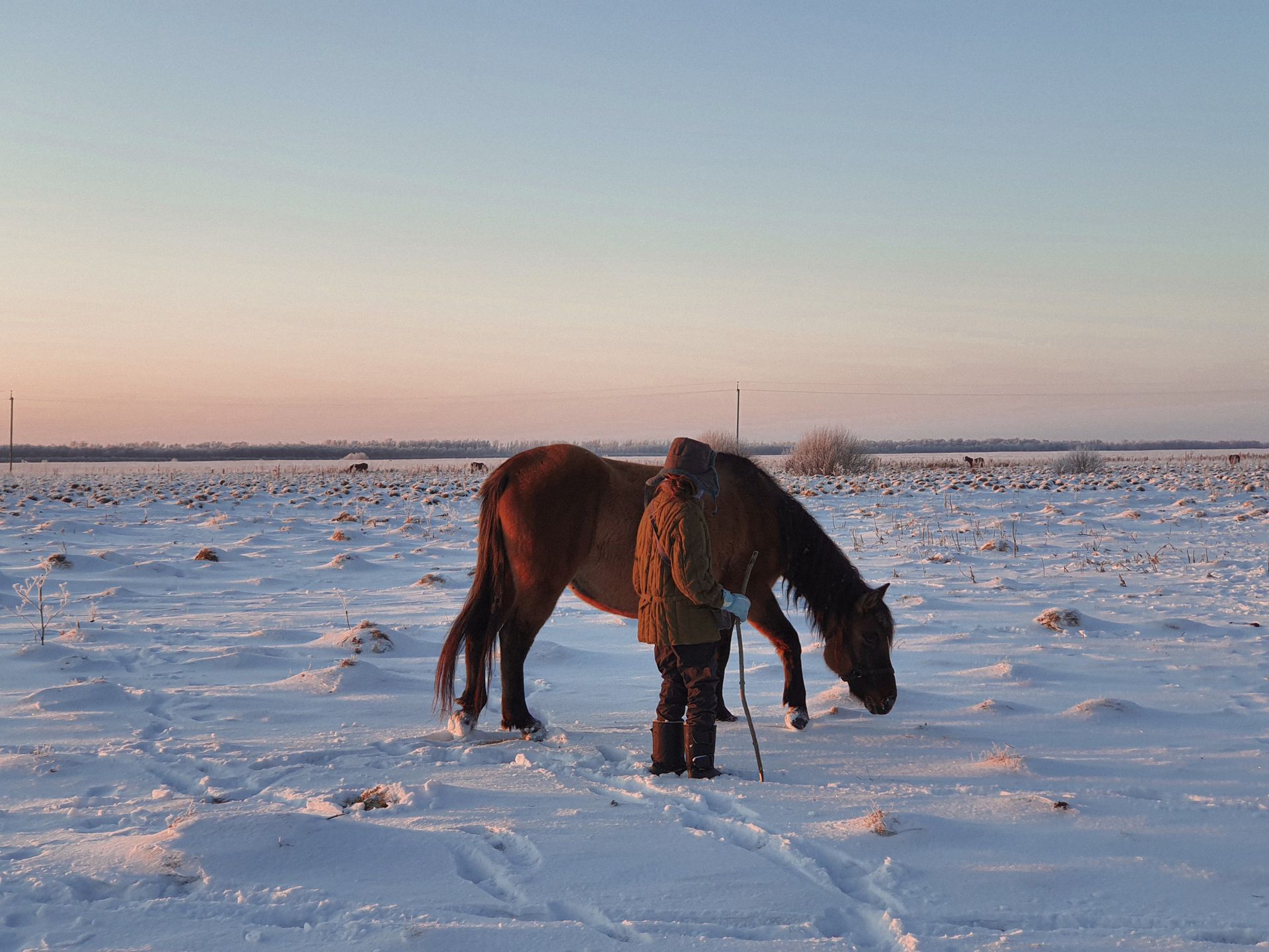 Unrecognizable Person Standing with Long Stick by Horse Leaking Snow in Field