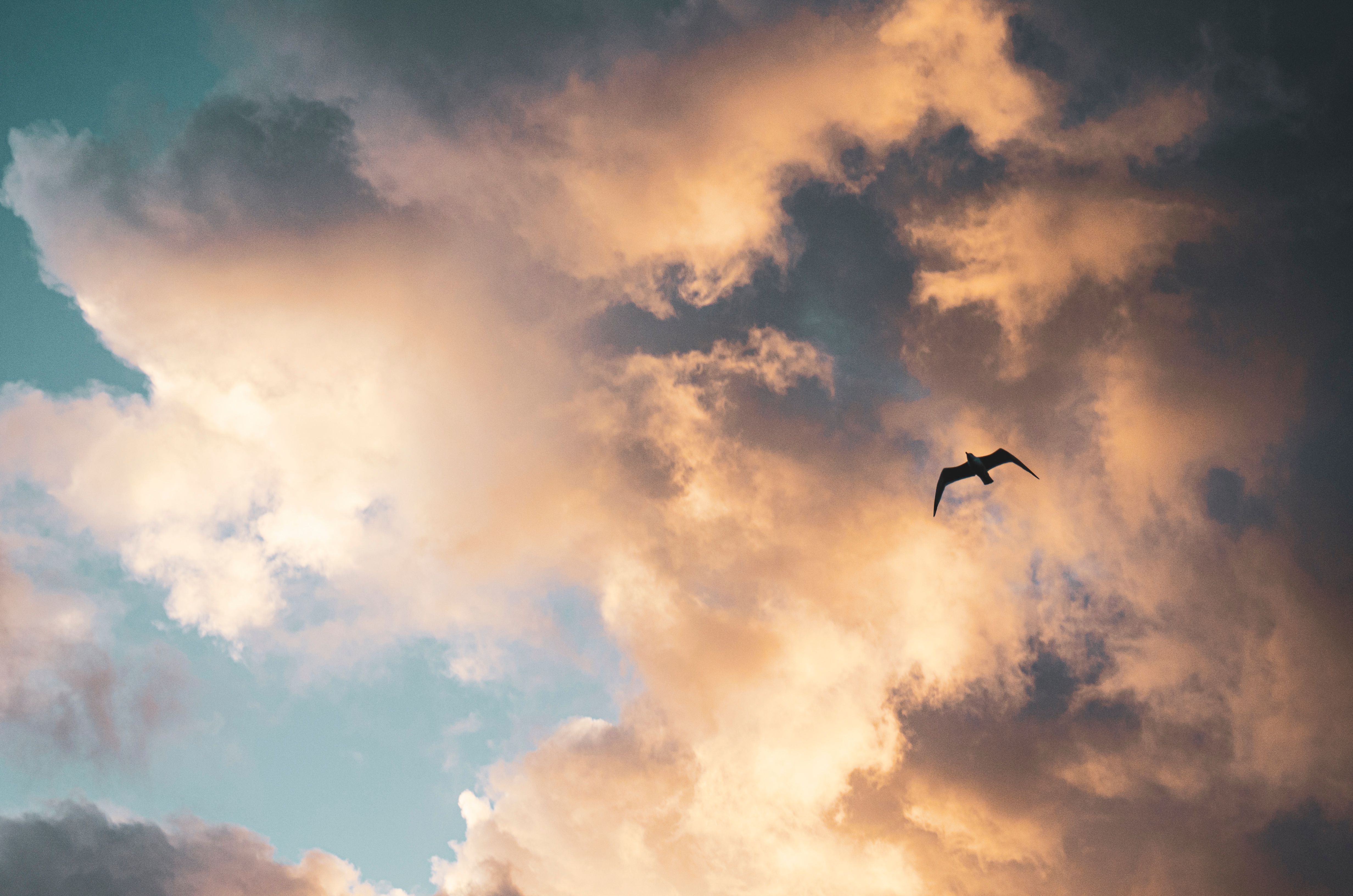 Silhouette of a Bird Flying Under White Clouds and Blue Sky · Free ...