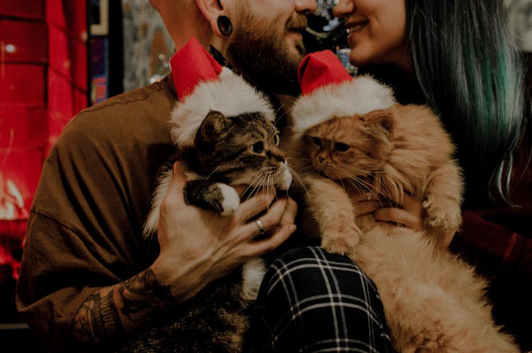 Man In Brown Long Sleeve Shirt Holding Cats With Santa Hats Beside A Woman