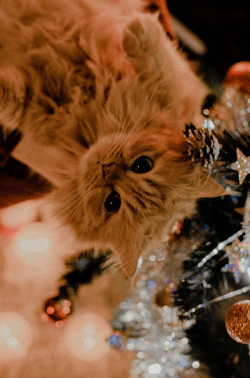 Free Cute tabby kitten playing near a decorated Christmas tree with ornaments. Stock Photo