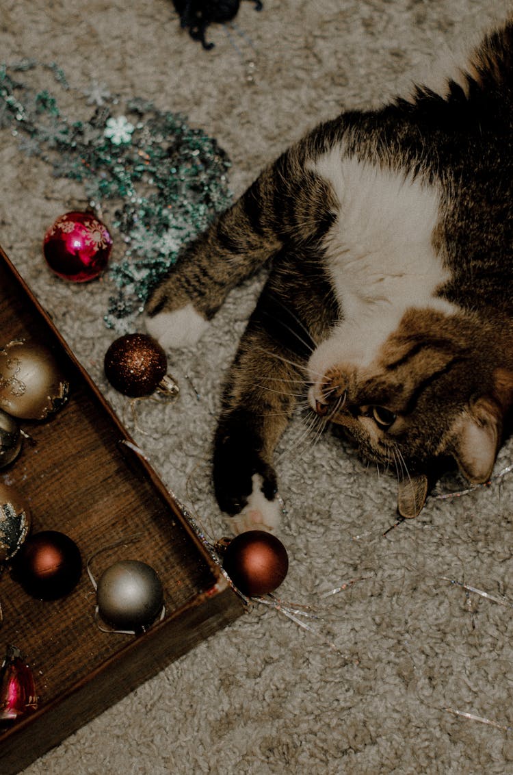 Brown Tabby Cat Lying On Carpet Playing With Christmas Balls