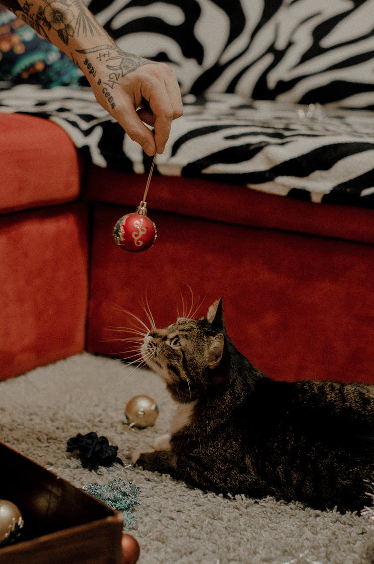 Unrecognizable Male Tattooed Hand Holding Christmas Tree Bauble And Playing With Cat