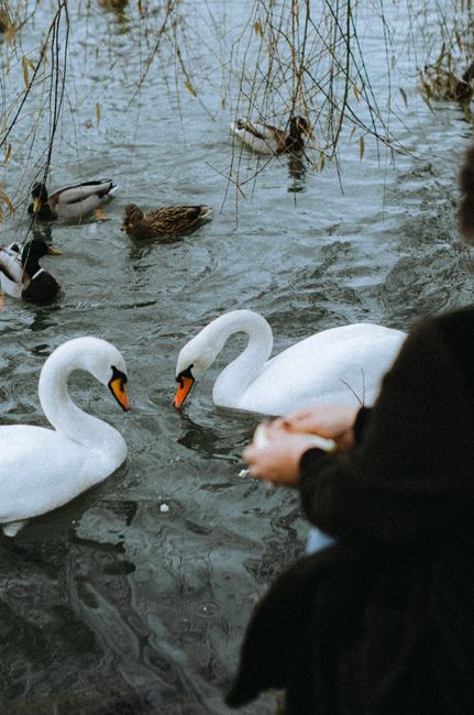 Two swans and multiple ducks swim on a serene pond while a person feeds them.