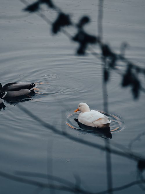 Free A serene scene of ducks swimming gracefully in an Istanbul lake, capturing nature's tranquility. Stock Photo