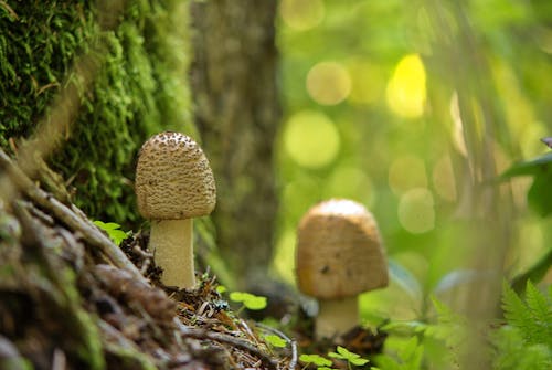 무료 그물버섯, 성장, 야생 버섯의 무료 스톡 사진