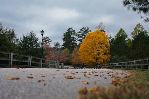Gratuit Photos gratuites de arbres, asphalte, automne Photos