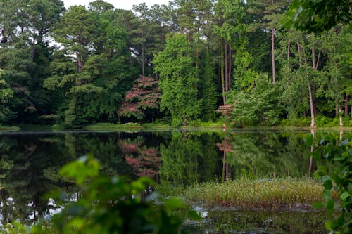 Безкоштовне стокове фото на тему «відображення, водойма, зелені дерева»