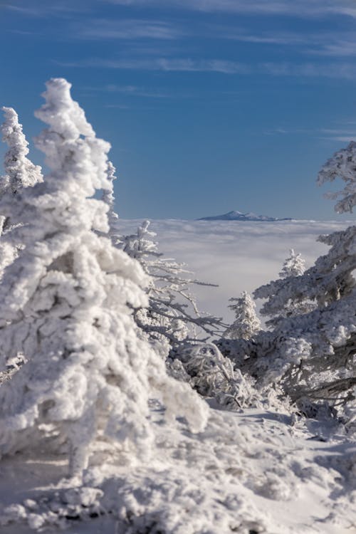 Immagine gratuita di alberi, coperto di neve, inverno
