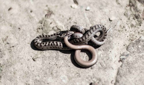 toplayıcı yılanı, yılan, yılan dövüşü içeren Ücretsiz stok fotoğraf