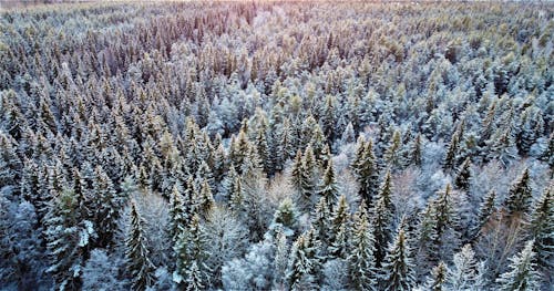 An Aerial Shot of Snow Covered Pine Trees