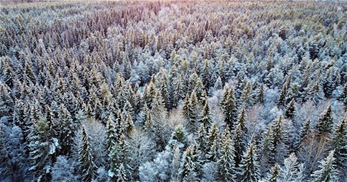 Gratis stockfoto met Bos, bossen, dennen