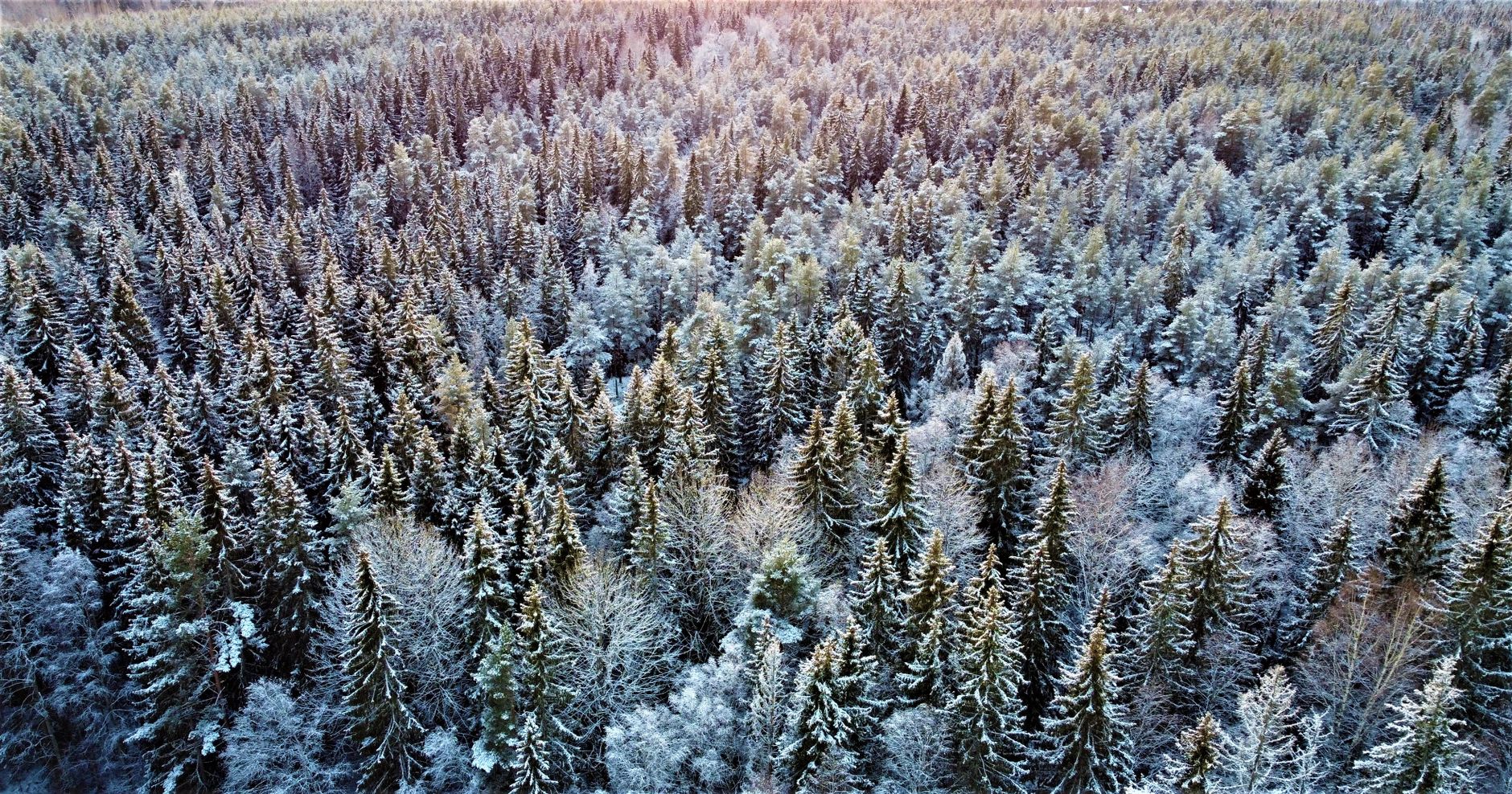 Taiga And Boreal Forest illustration 2