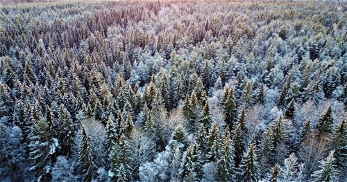Free Stunning aerial view of a snow-covered forest in Finland during wintertime. Stock Photo
