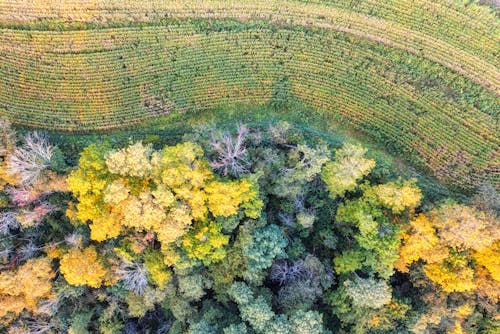 Foto d'estoc gratuïta de agricultura, arbres, bosc