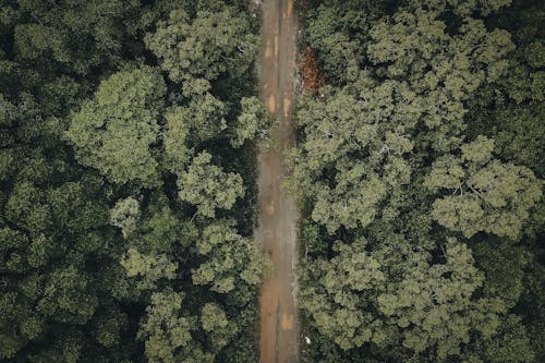 бесплатная Бесплатное стоковое фото с бег, вид сверху, деревья Стоковое фото