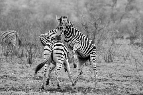 Free Grayscale Photo of Two Zebras on the Grass Stock Photo