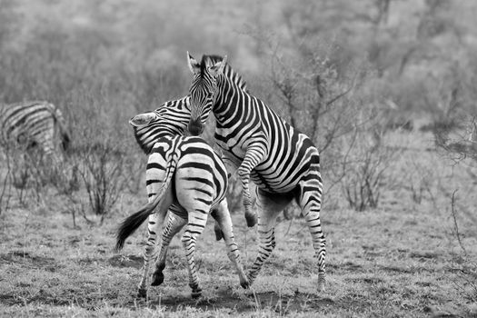 Two zebras playfully sparring in the South African savanna, captured in monochrome.