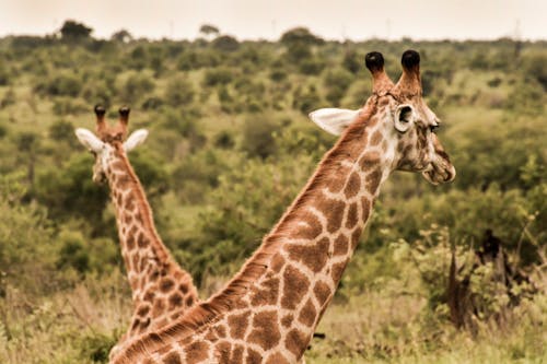 Giraffes Standing on Green Grass Field