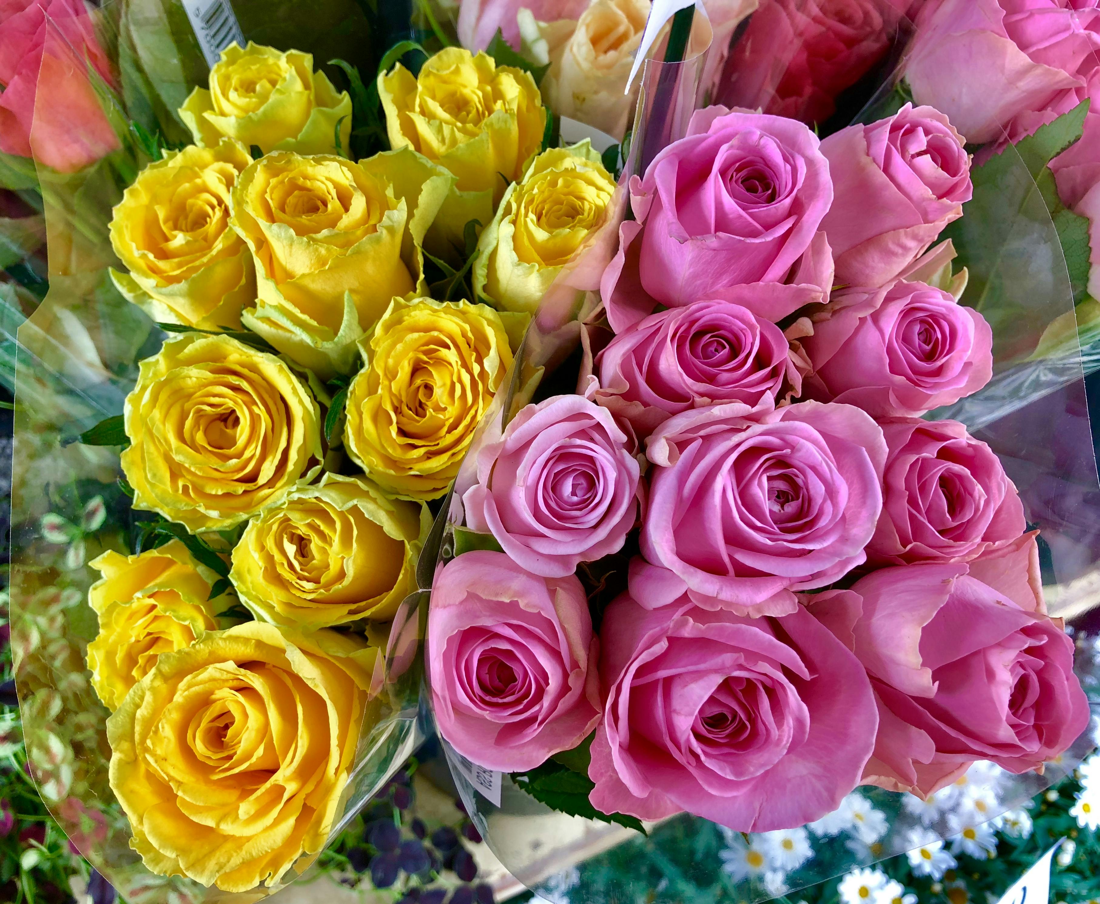 Free stock photo of beautiful flowers, bouquet, bunch of flowers