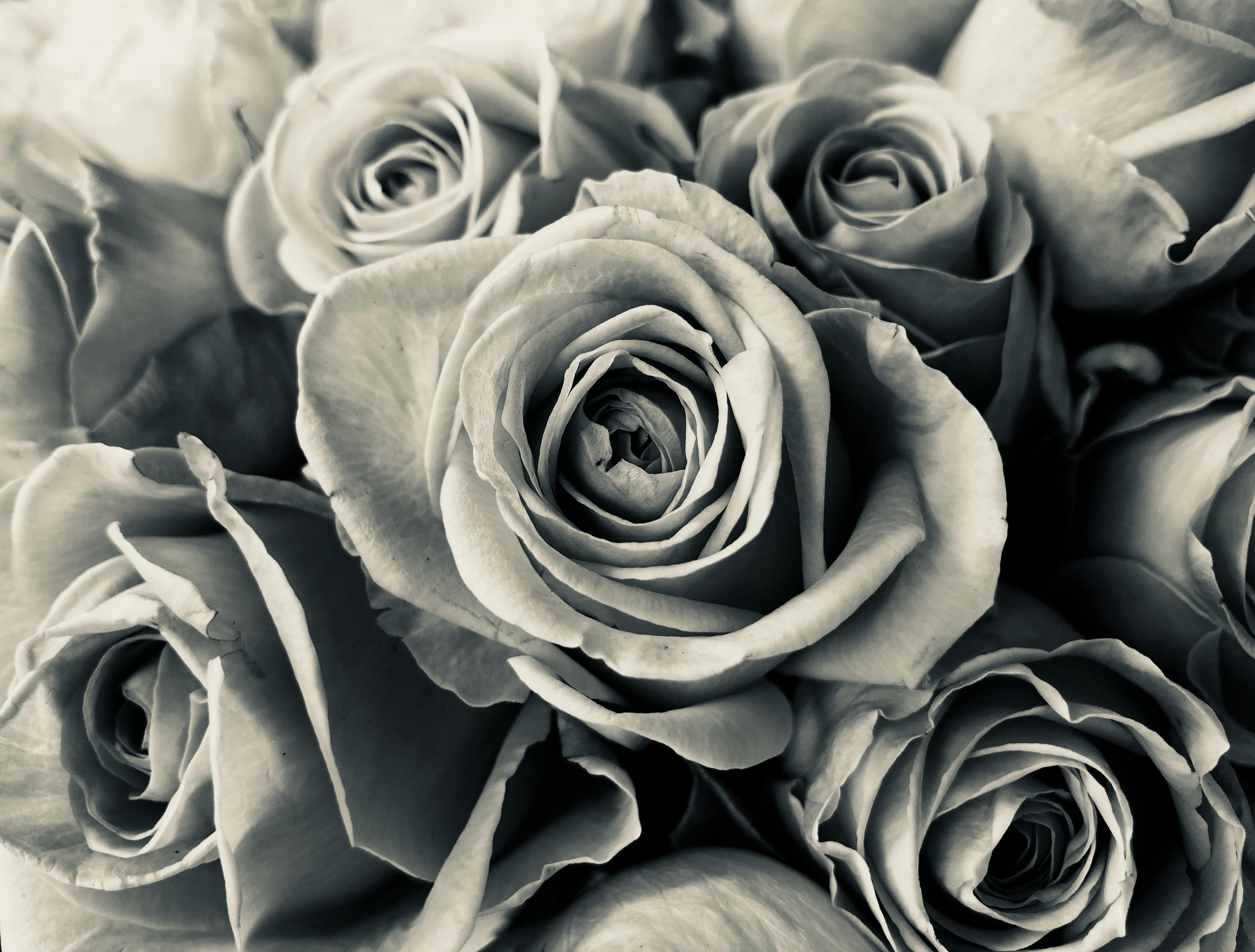 Free Stock Photo Of Beautiful Flowers Black And White Bouquet