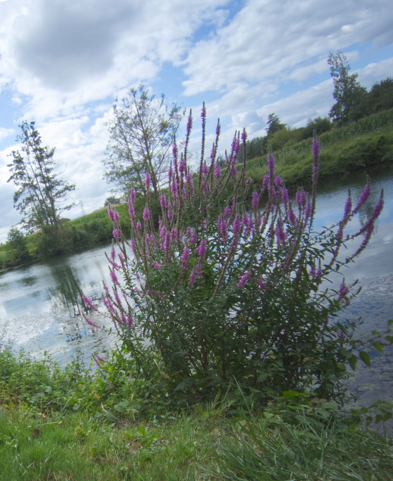 Salicaire en fleurs sur une berge de rivière sous un ciel d'été nuageux