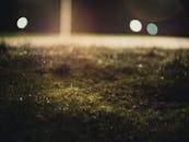 夜色迷人，草地上露珠闪烁，背景是散景灯光