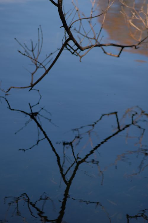 Free A peaceful scene of a tree branch reflected on tranquil lake water. Stock Photo