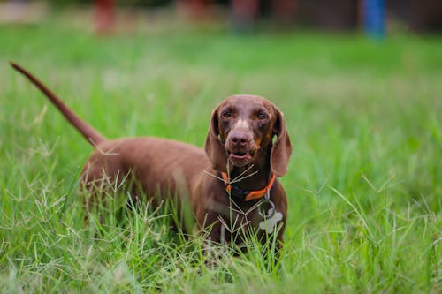 Gratis lagerfoto af bane, brun hund, dyr