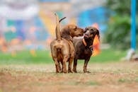 Brown Short Coat Medium Dog Running on Green Grass Field