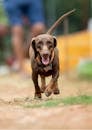 Brown Short Coated Dog on Brown Grass Field