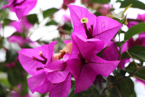 Free Close-Up Photography of Purple Flowers Stock Photo