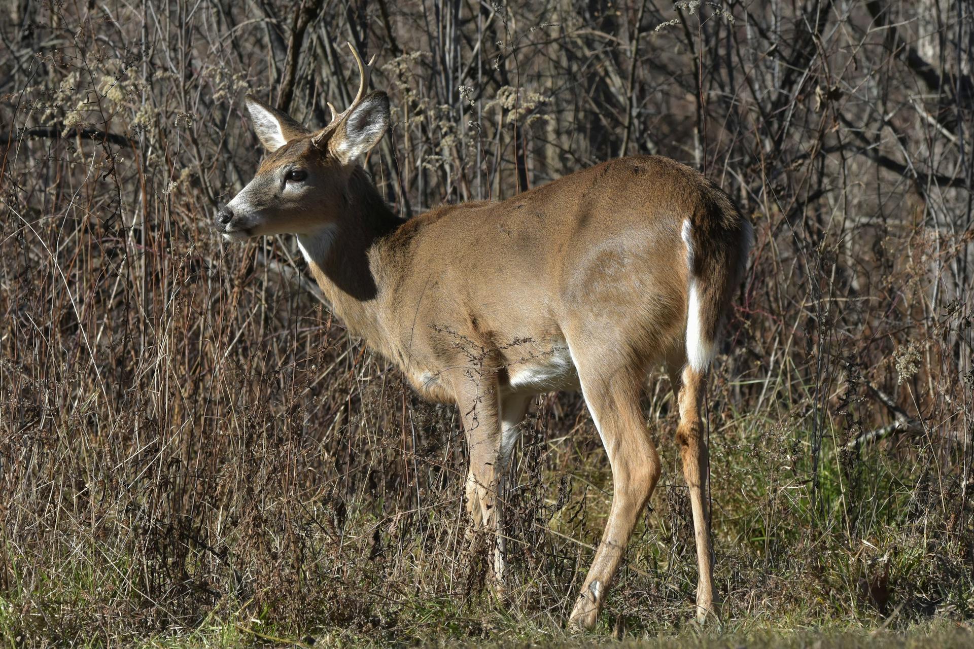 A white-tailed deer (Odocoileus virginianus) stands amidst bushes and grass in Delmar, NY.