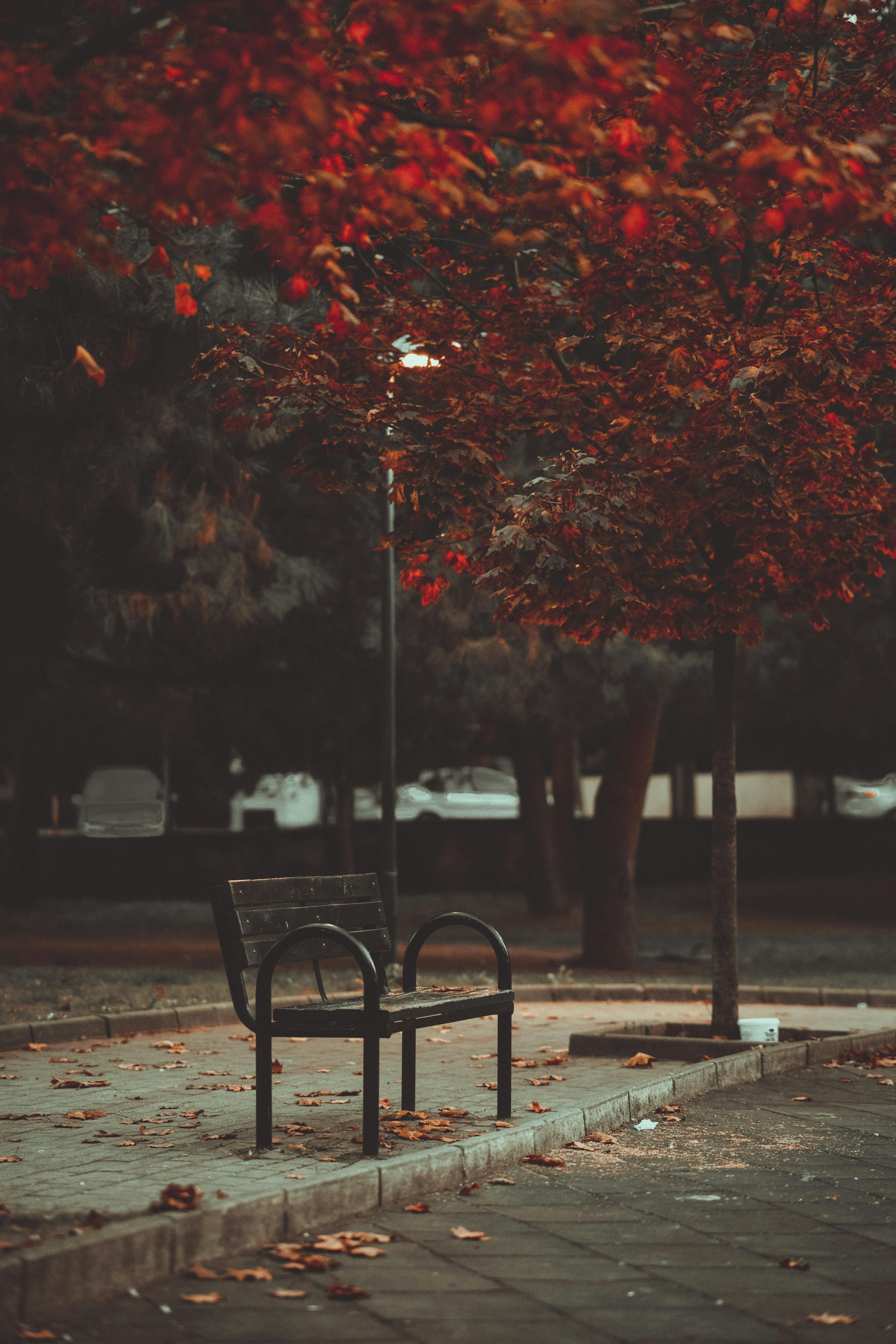 Gratuit Imagine de stoc gratuită din agrement, arbori, armonios Fotografie de stoc