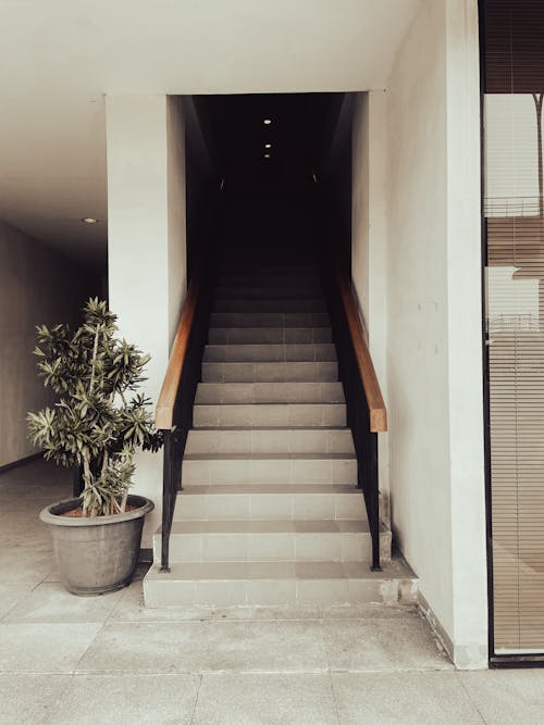 Free Plant Standing next to a Staircase in a Modern Building  Stock Photo