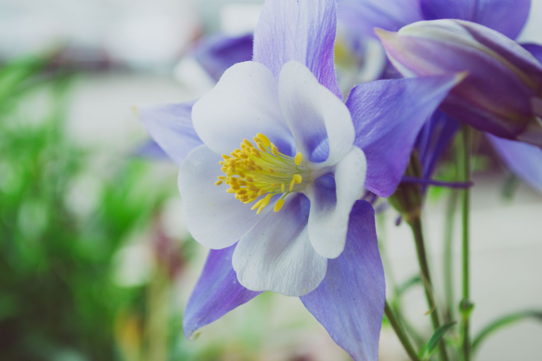 Purple and white wild columbine flowers Purple and white wild columbine flowers