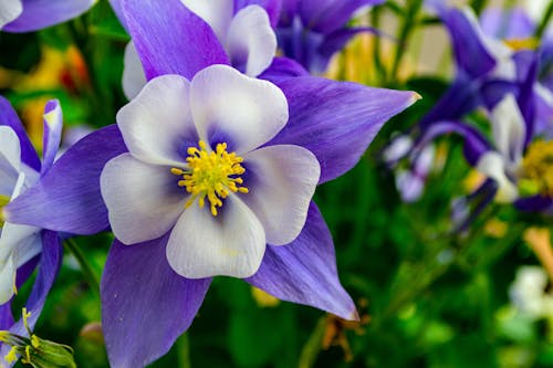 白色和紫色花朵的浅焦点摄影