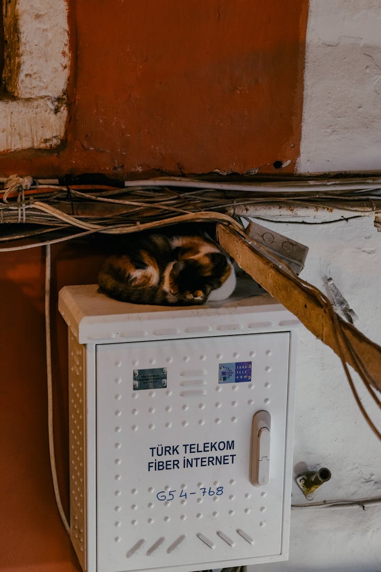 A Cat Sleeping On Top Of A White Box