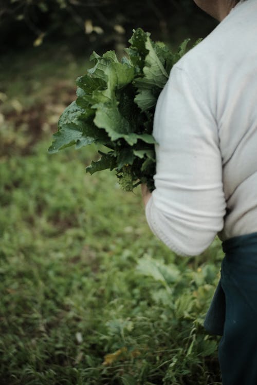 Person Carrying Leafy Vegetables