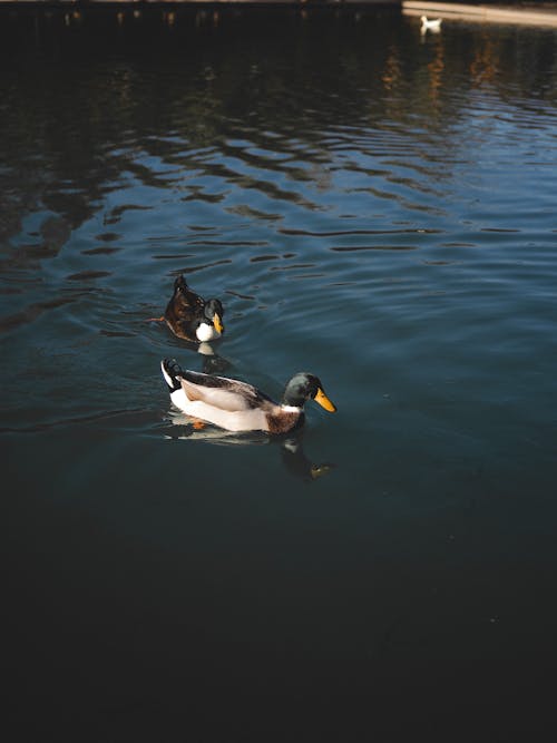 Darmowe zdjęcie z galerii z jezioro, kaczki duclair, latający
