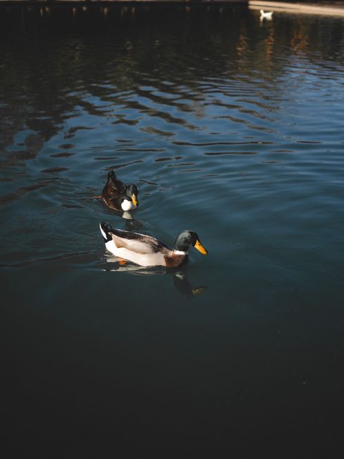 Free Two ducks gracefully swimming on a serene lake in Dagestan, Russia. Stock Photo