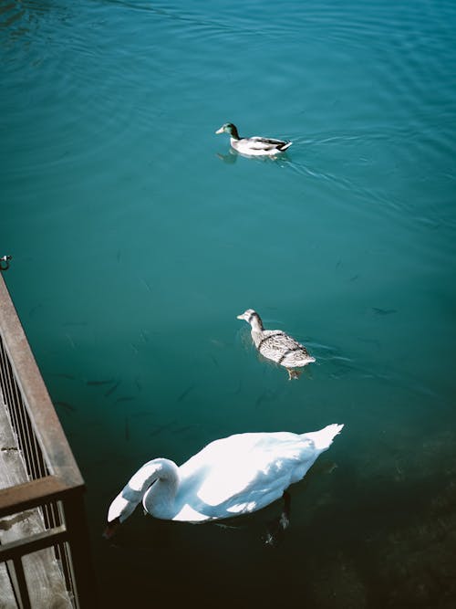 White Swan and Ducks Floating on a Lake
