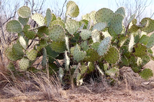 Free stock photo of cactus, cactus plant, desert plants