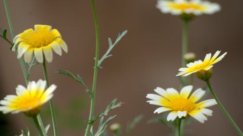 Free stock photo of farm, farmer, flowers