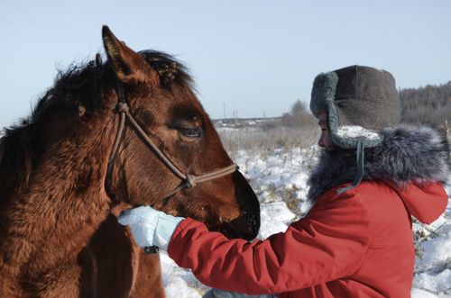 Free Person in red jacket petting a brown horse in a snowy winter landscape. Stock Photo